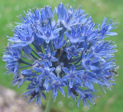 Allium caeruleum 